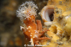I just love how on a night dive you will come upon a habi... by Suzan Meldonian 